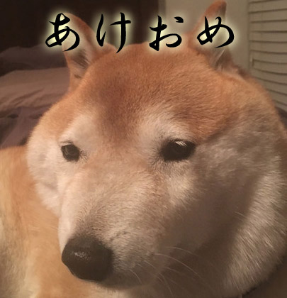 inu.jpg